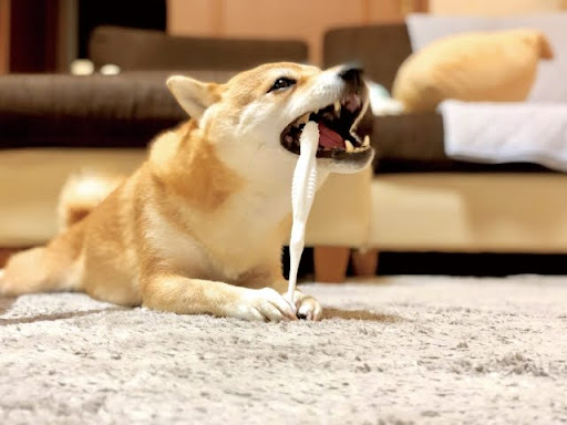 ヒモのおもちゃで遊ぶ犬