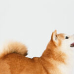 上を見上げる柴犬