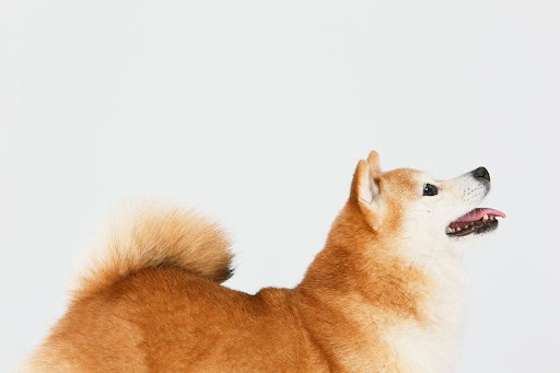 上を見上げる柴犬