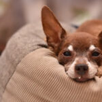 クッションに顎を乗せて寝る犬