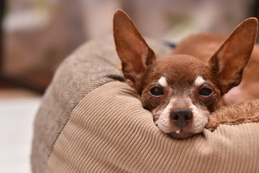 クッションに顎を乗せて寝る犬