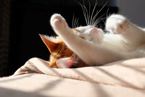 日向で顔をなめる猫