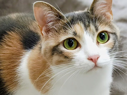 こちらを見つめる三毛猫