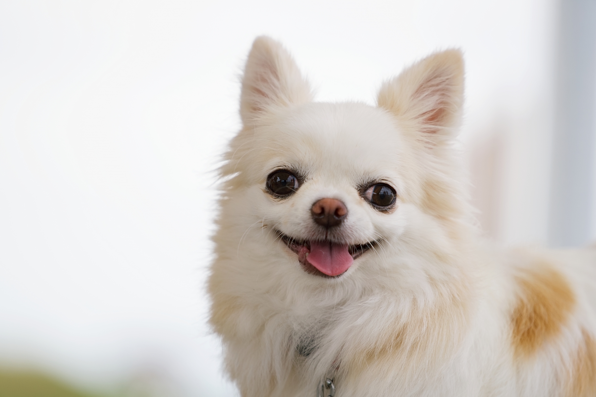 口を開けてこちらを見る犬