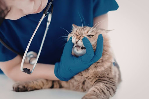 口を診察される猫