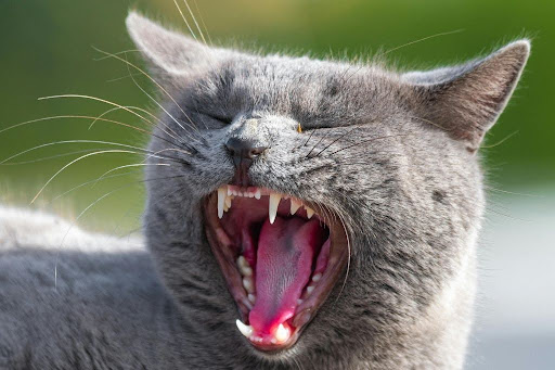 口を開けてあくびをする猫