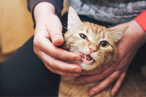 口の中を触られる猫