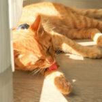 カーテンのそばで寝そべって体をなめる猫