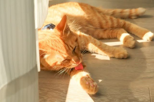 カーテンのそばで寝そべって体をなめる猫