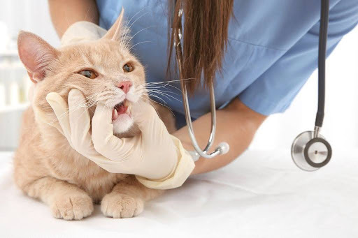 診察で口をチェックされる猫