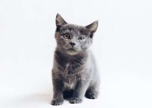 こちらを見つめる子猫