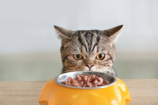 ご飯を見つめる猫