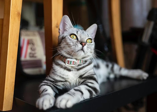 椅子の下でくつろぐ猫