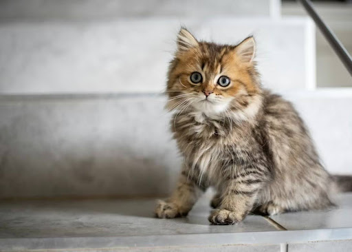 階段の前で座る猫