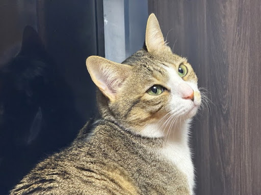 遠くを見つめる猫