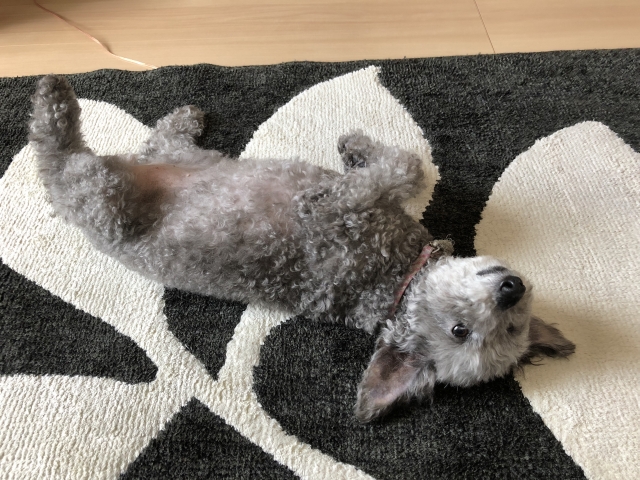 ラグの上で寝そべる犬