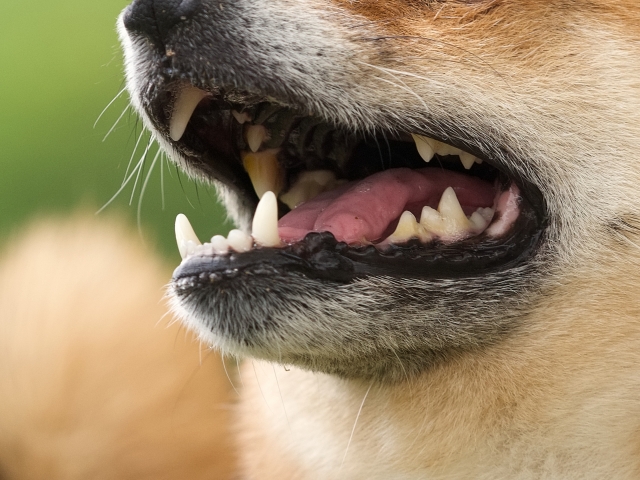 柴犬の歯のアップ