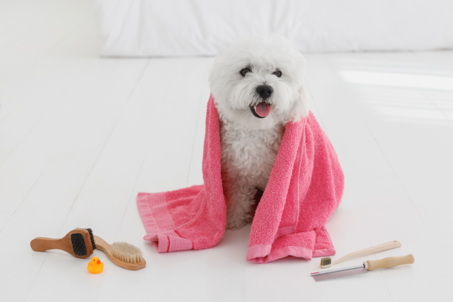 タオルをかぶっている犬