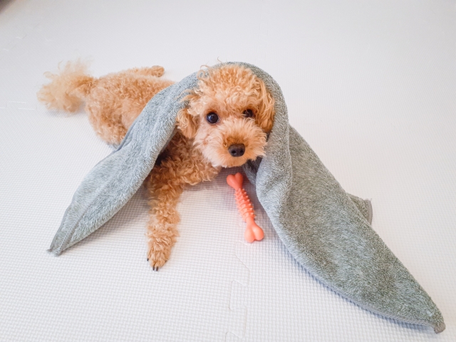タオルをかぶっておもちゃで遊ぶ犬