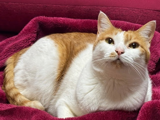赤い毛布の上で見上げる猫