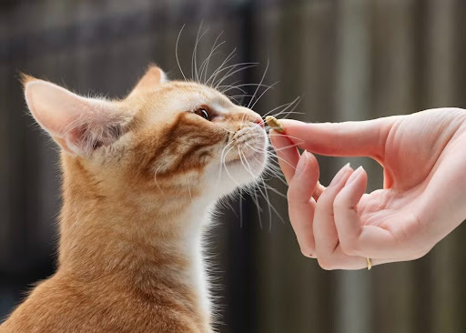 おやつの匂いを嗅ぐ猫