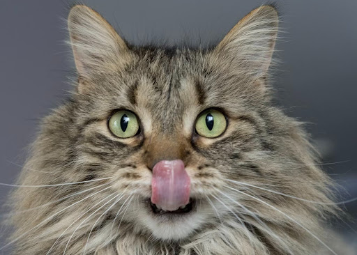 舌で鼻をなめる猫