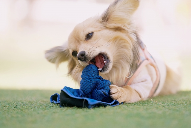 タオルを噛む犬