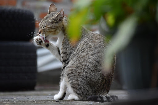 顔をなめる猫