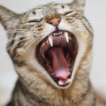 口を開けてあくびをする猫