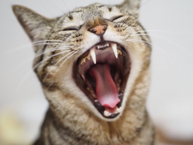 口を開けてあくびをする猫