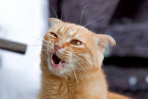 口の中を気にする猫