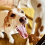 口を開けて上を見上げる犬