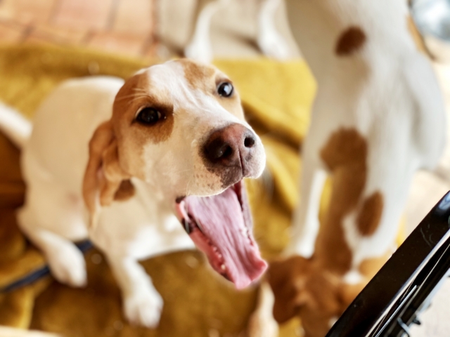 口を開けて上を見上げる犬