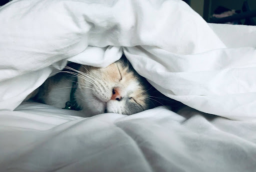 布団に潜り込む猫