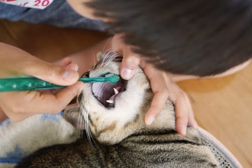 歯ブラシをされる猫