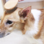 頭をブラッシングされる犬
