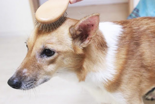 頭をブラッシングされる犬