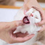口を開けられる猫