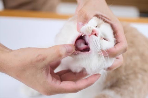 口を開けられる猫