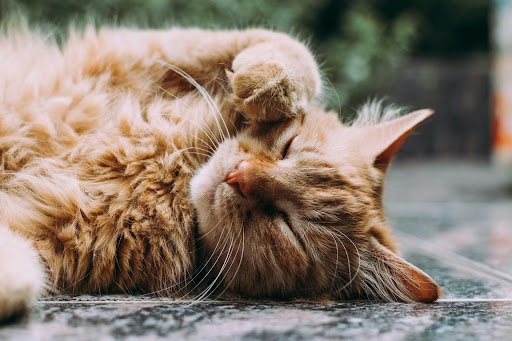 床で顔を洗う猫