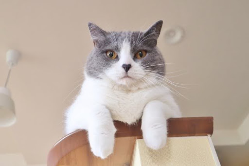 キャットタワーから見下ろす猫