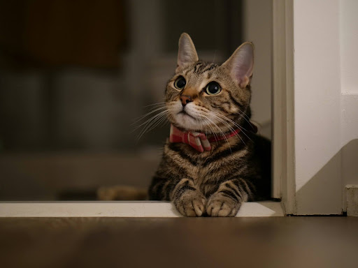 ドアのそばで上を見上げる猫