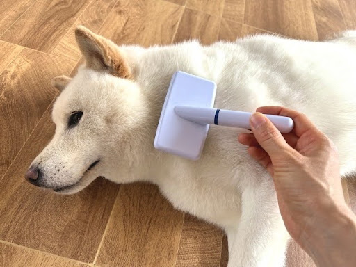 首をブラッシングされる白い犬