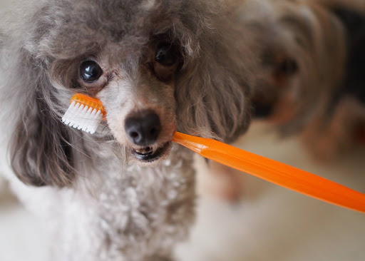 歯ブラシをくわえてこちらを見る犬