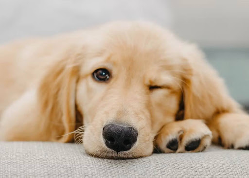 ラグの上で伏せてこちらを見る犬