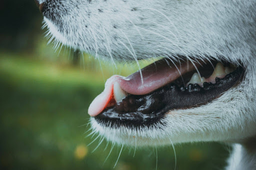 白い犬の口を開けた横顔