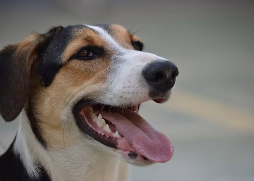 口を開けて遠くを見つめる犬