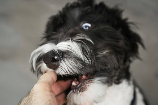 飼い主の口を甘噛みする犬