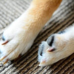 ラグの上にある犬の両足
