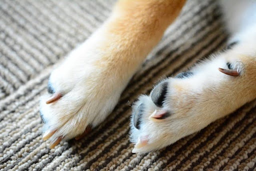 ラグの上にある犬の両足